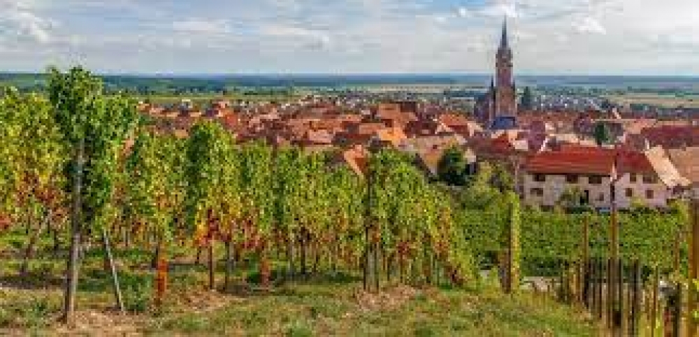 Croisière des VENDANGES sur le RHIN