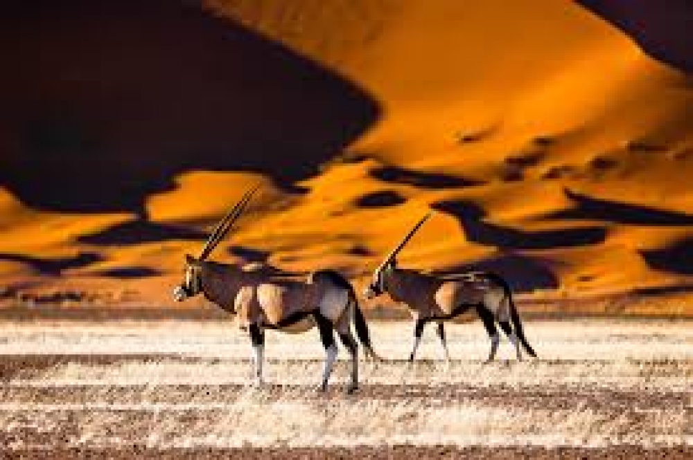 NAMIBIE Origines, en petit groupe